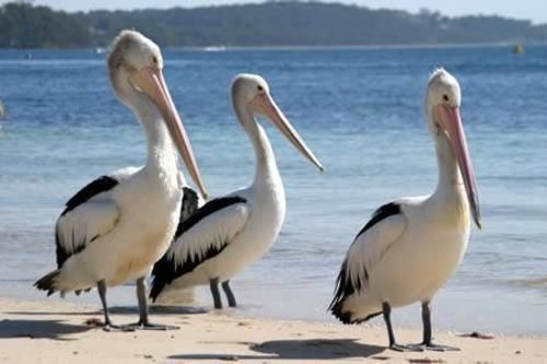 Pelican Sands Scamander Esterno foto