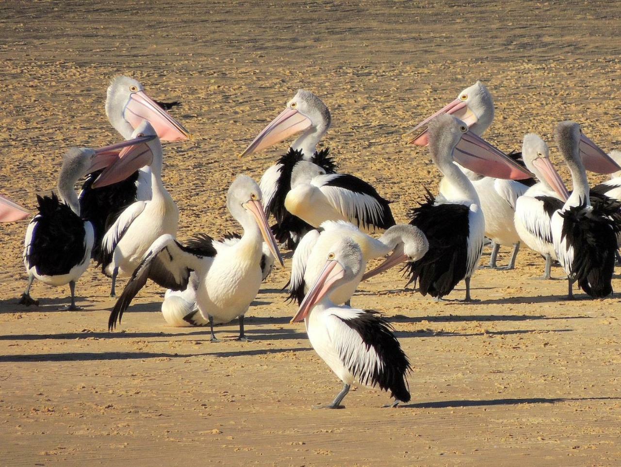 Pelican Sands Scamander Esterno foto